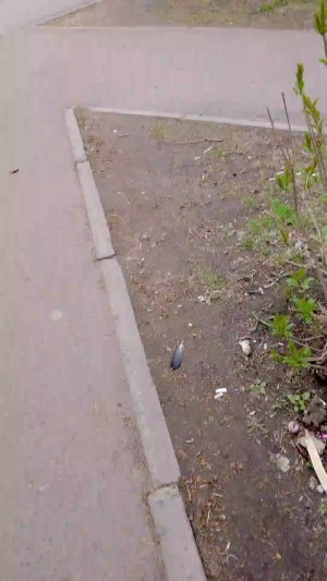 дорога домой 2 стрим