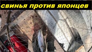 Свинья против японцев