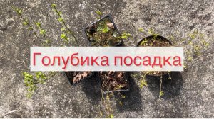 Голубика посадка 🫐