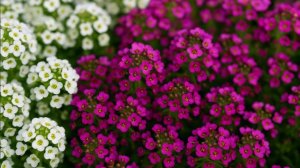 Самые неприхотливые цветы для вашего сада Ленивая клумба