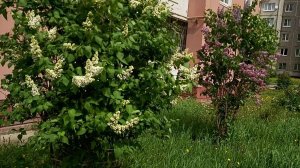 Гуляю по делам, болтаю))) Вы, мои самые лучшие!