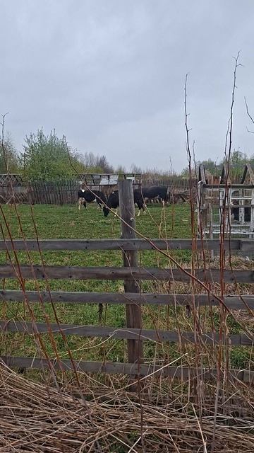 В деревене борьба с чужими коровами, лезут куда попало, и на нашу територию