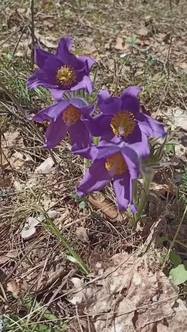 Первоцветы в лесу.