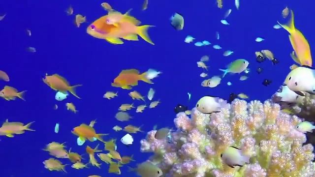МУЗЫКА ДЛЯ ГЛУБОКОГО РАССЛАБЛЕНИЯ