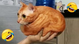 ПРИКОЛЫ С КОТАМИ! СМЕШНЫЕ КОТЫ! Самые смешные животные