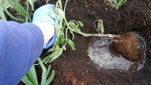 13-05-2026Один из способов  посадки переросших томатов🍅. Высаживаю рассаду в теплицу.