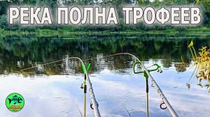 НОГИ ТРЯСУТСЯ!!! ЗАПРЕЩЕНО ЛОВИТЬ... А ОНА КЛЮЕТ БЕЗ ПЕРЕРЫВА.