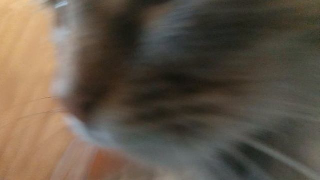 кошка спрятала котят и пришла кошка Дуся