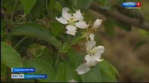 Садоводы Ставрополья опасаются серьезных потерь урожая