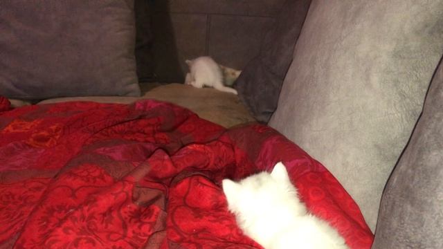 Сибирские котята от питомника Fulfilled Desire
