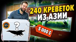 Распаковка креветок Каридины стоимостью 5000 долларов от KW SHRIMPS Singapore