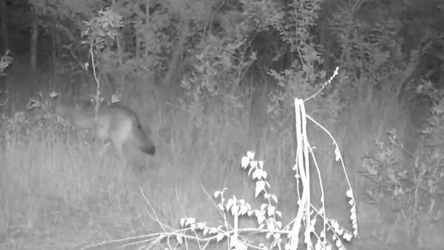 🐺🐺 видео фото ловушки смотреть онлайн