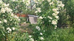 Отсадились. Ждём дождь. Жизнь станичная на пенсии.
