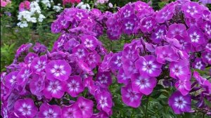 Цветы Флоксы самые красивые сорта