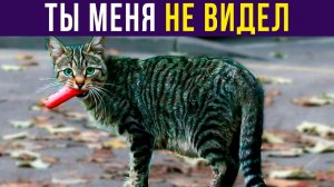 Ты меня не видел) Приколы с котами