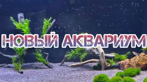 Запустил новый аквариум