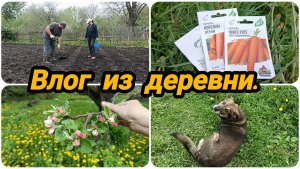 ПОСАДИЛИ КАРТОШКУ 🥔 МОРКОВЬ 🥕 И ЗЕЛЕНЬ 🥬🫜 ВСЕ ОДНИМ ДНЕМ. 😀☝️