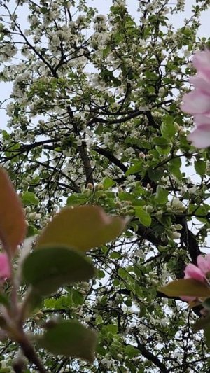 День празднования 171 годовщины дня города Верный.