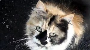 Трёхцветная кошка очень красивая 👍❤️