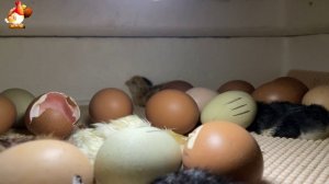 Мы снимали инкубатор 7 часов ночью… и дождались чуда (14)