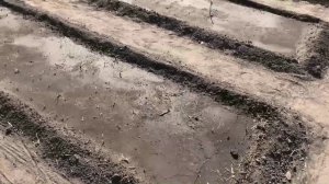 Взошел лук репка из севка