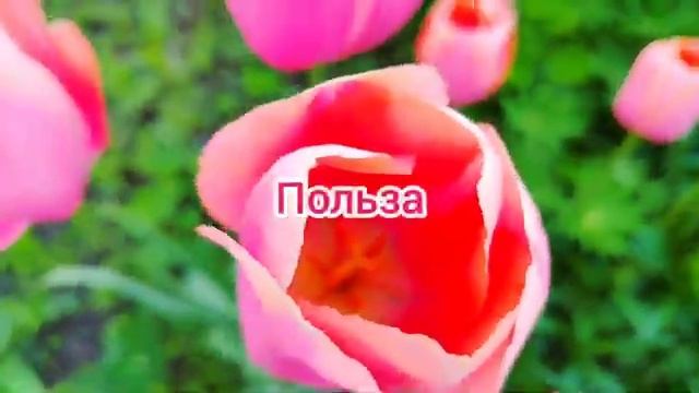 Почему у соседей тюльпаны цветут каждую весну, а у вас пропадают: главная ошибка, которую делают все