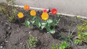 НОВОКУЗНЕЦК. РАСЦВЕЛИ ТЮЛЬПАНЫ И НАРЦИССЫ