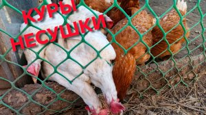 Куры-несушки дали слабину Сегодня обошлись без благодарности