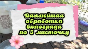 Важнейшая обработка винограда по 5 листочку. 13.05 26