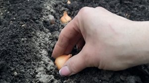 Лук вырастит крупный после такой заправки грядки!