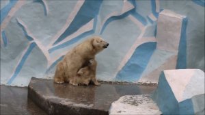 Медвежонок с Гердой походили по водичке и сыночек посадил маму попить молочко 07.05.2026