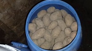 Хранение картофеля в пластиковых бочках. Мыши не страшны.