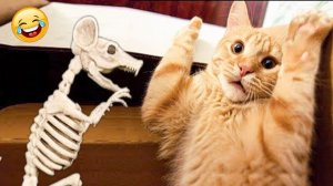 СМЕШНЫЕ КОТЫ | ЛУЧШИЕ ПРИКОЛЫ С КОТАМИ, СОБАКАМИ, КОШКИ, СОБАКИ, ЖИВОТНЫЕ, СМЕШНОЕ ВИДЕО