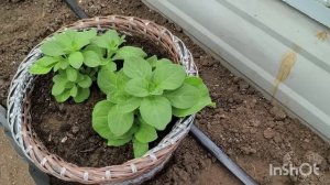 Черенкую петунии. Дача.