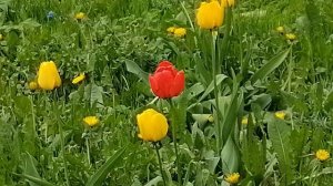 Для моих подписчиков/удачи вам🤝🙏❤️💐