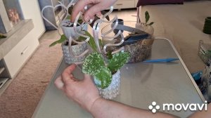ЦВЕТОЧНЫЕ ДЕЛА.КОМНАТНЫЕ РАСТЕНИЯ(ЦВЕТЫ).