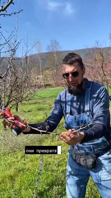 Обрезка сливы.