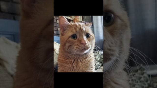 Песня недовольного кота