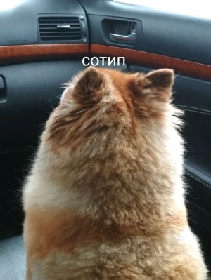 извините
