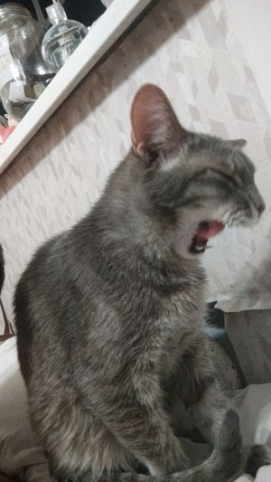 кот