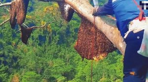 Бортники Вьетнама рискуют жизнью собирая дикий мёд на немыслимых высотах