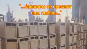 «...башкиры не пускают наш пшёлы...»