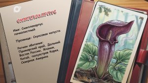 Агент биосферы / Симплокарпус почколистный / 12.05.26