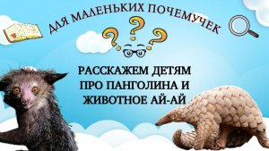 Необычные обитатели Земли: панголины и загадочный лемур ай-ай