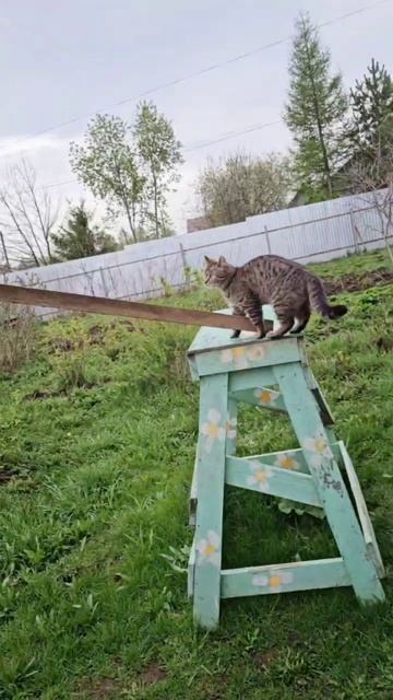 Вечерняя прогулка 💪😻❤️😻👍 #кошки #котики