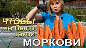 🥕Как избежать УРОДЛИВОЙ моркови!