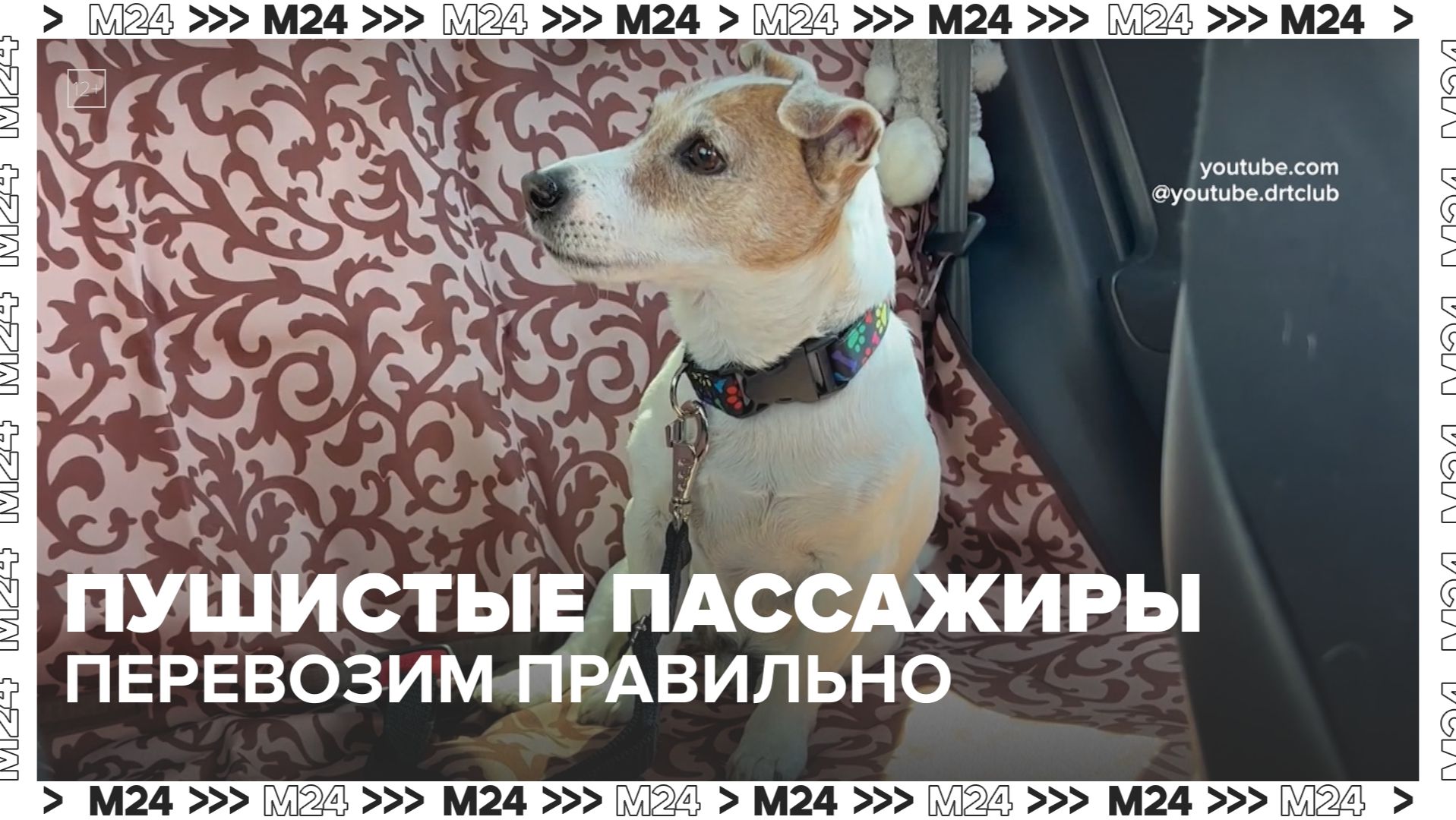 Безопасность четырёхлапых: правила перевозки питомцев в авто.