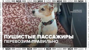 Безопасность четырёхлапых: правила перевозки питомцев в авто.