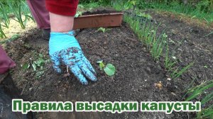 Высаживаем капусту, пока рассада еще маленькая