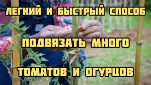 Легкий и быстрый способ подвязать много огурцов и помидор!